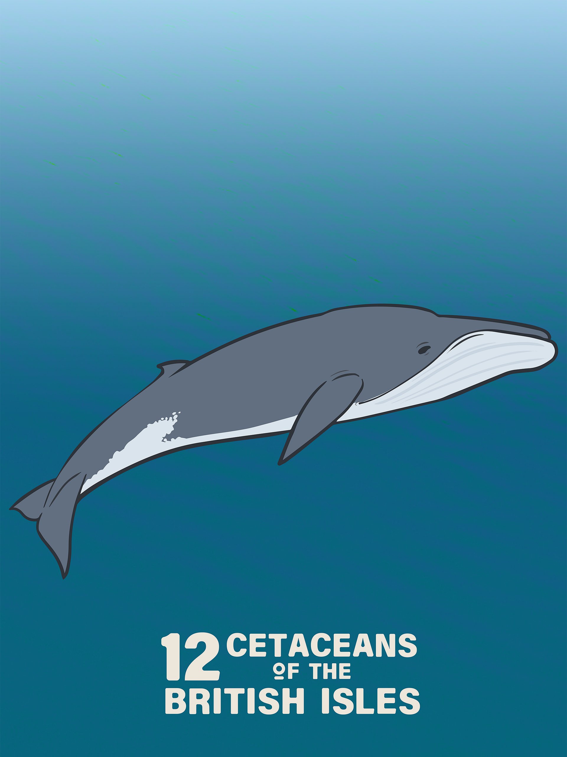 12 Cetaceans of the British Isles product image (3)