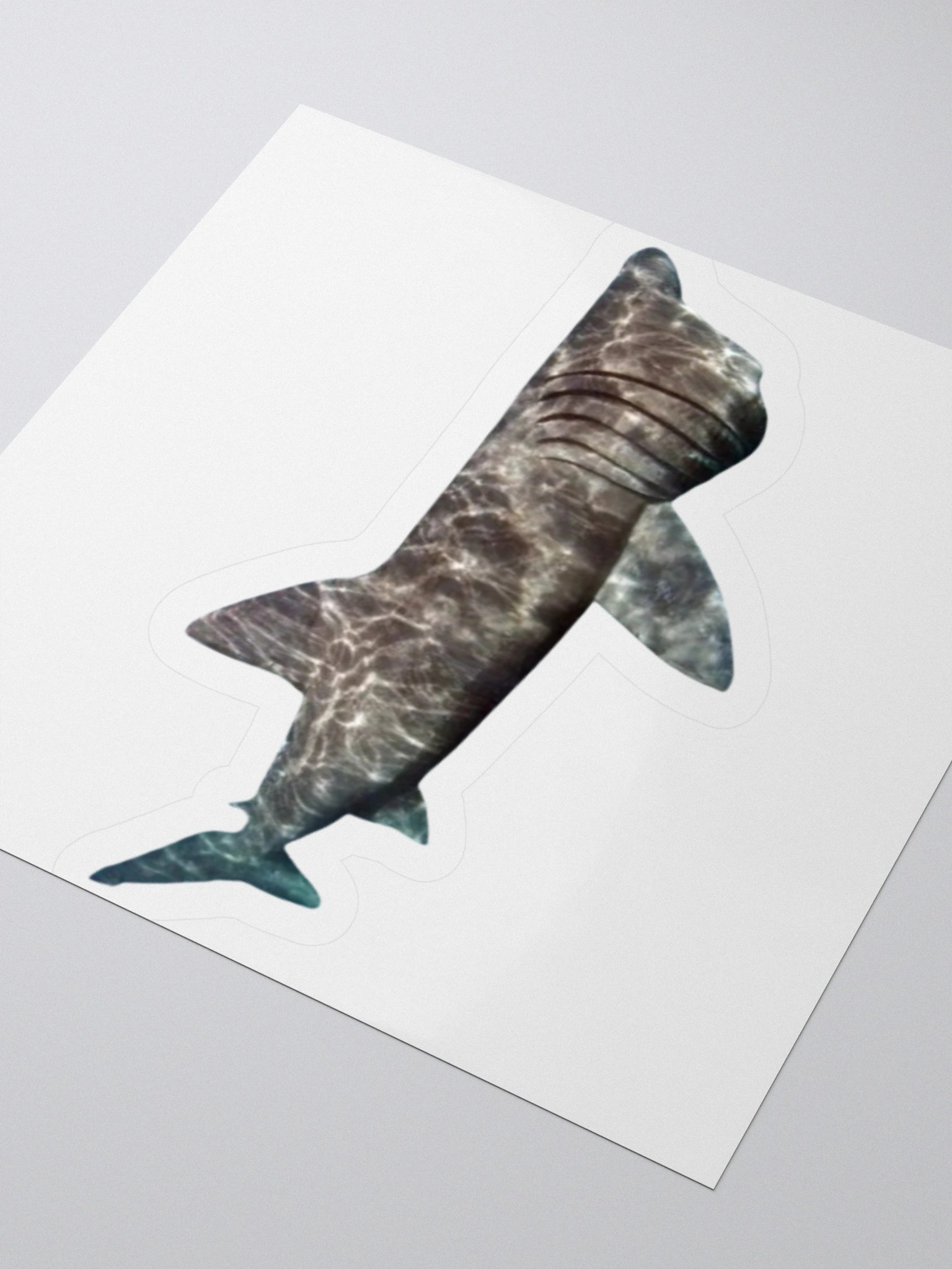 giant basking shark sticker product image (9)