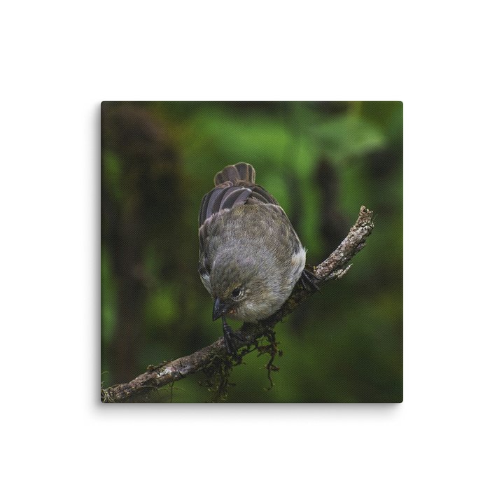 Galapagos Finch on Branch product image (10)