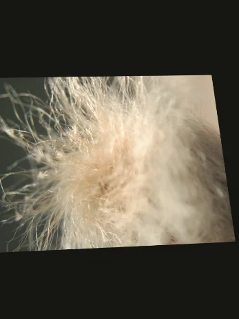 fluff — desktop wallpaper | from "holding" | eza product image (2)