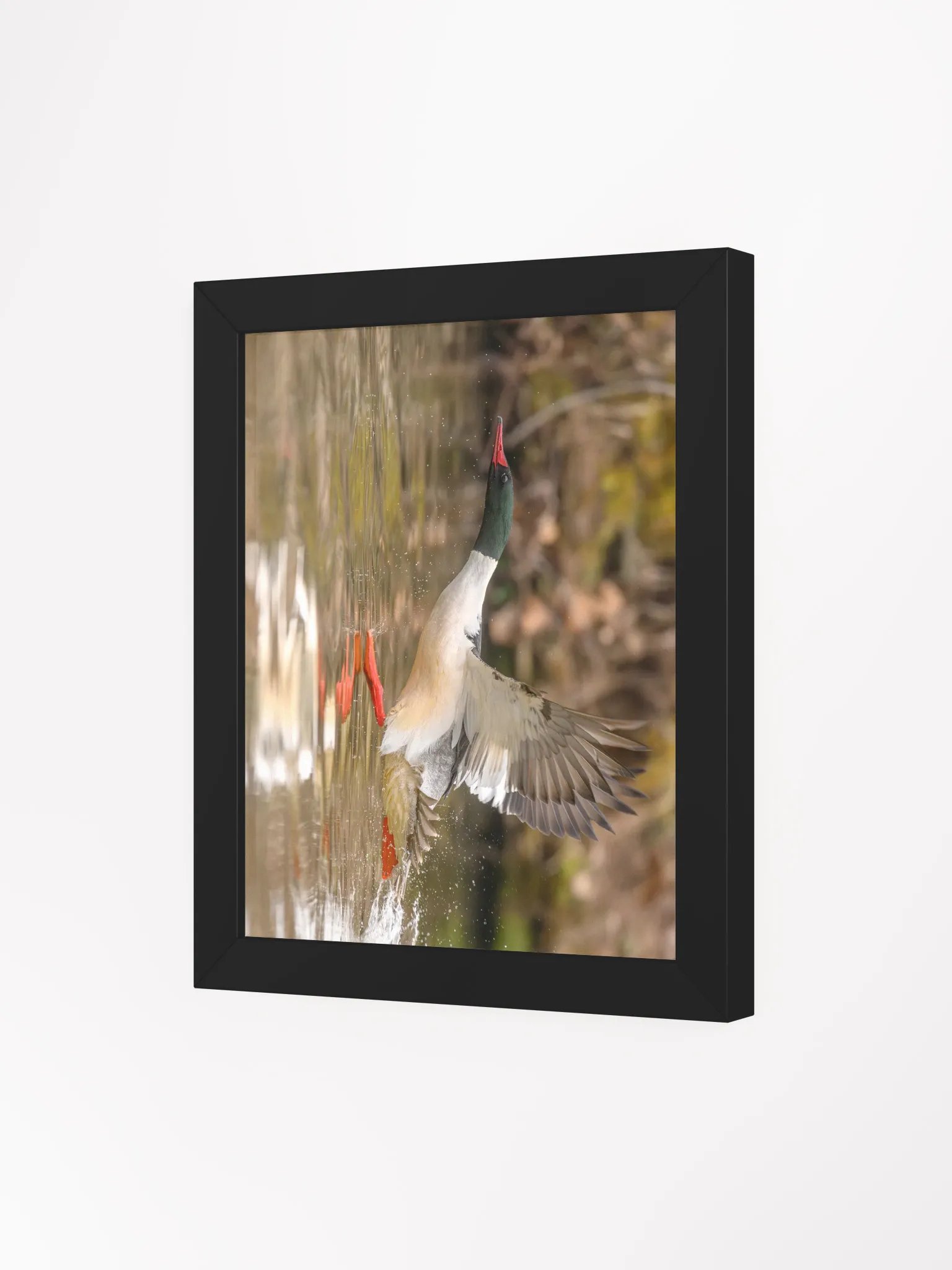 Gliding Merganser product image (38)
