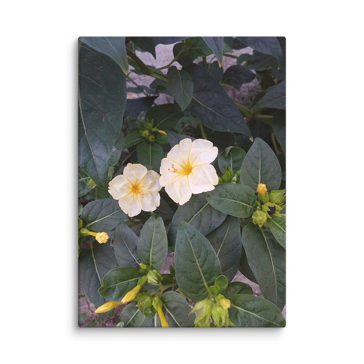 JALAPA: The Admirable Bloom product image (1)