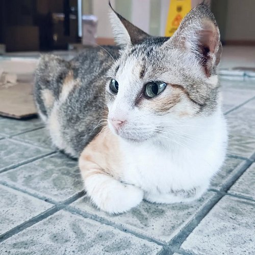 Manila kitty friend I say hi to every time I step out
