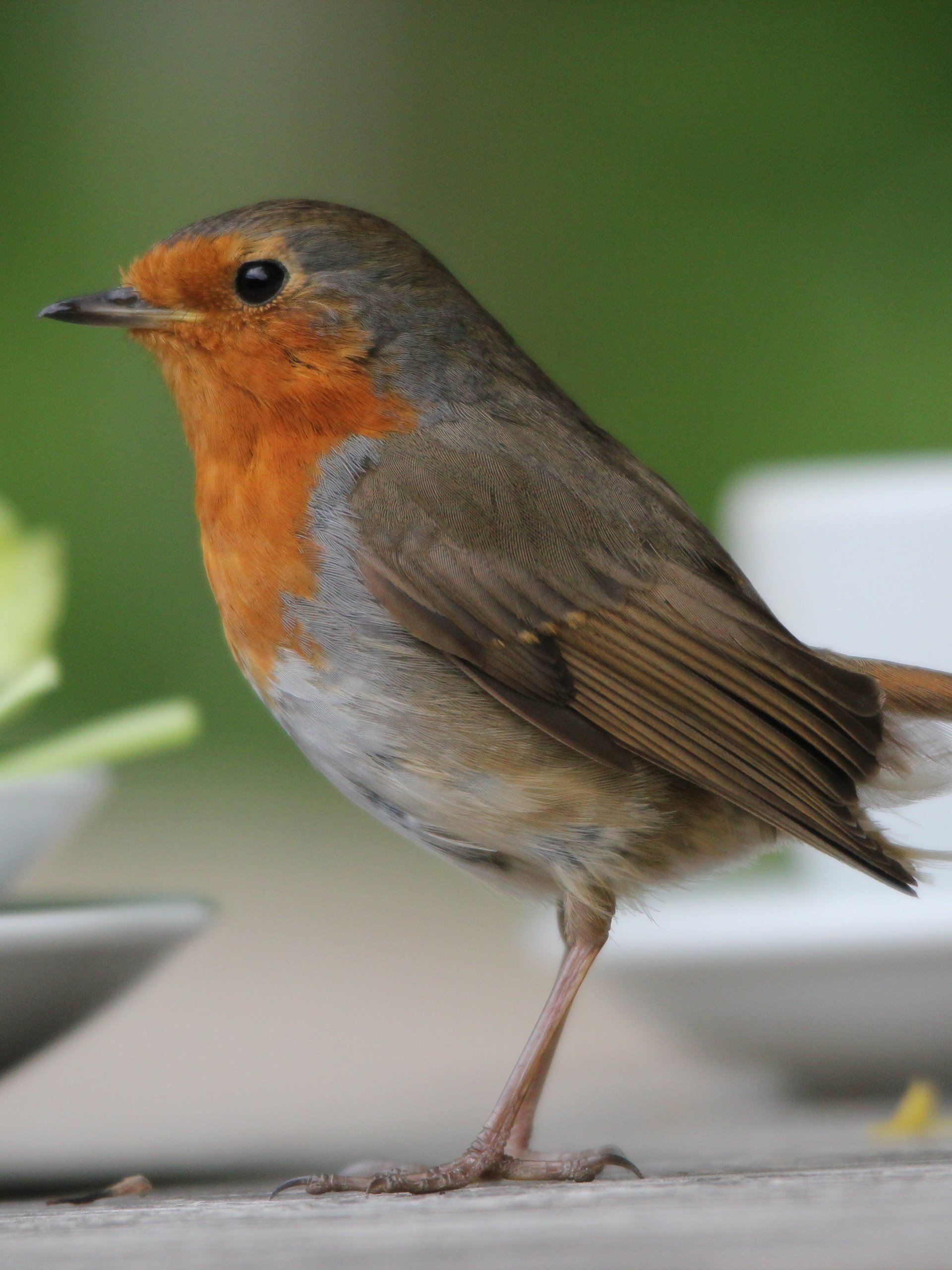 Critters Image Collection product image (12)