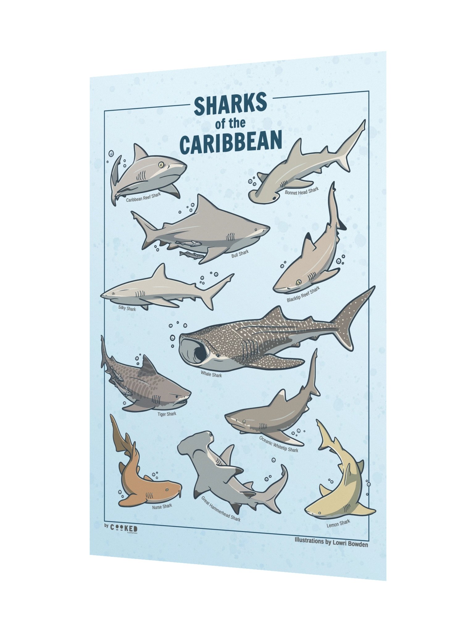 Sharks of the Caribbean - 11 Shark Illustrations - Original Illustrated Poster product image (2)