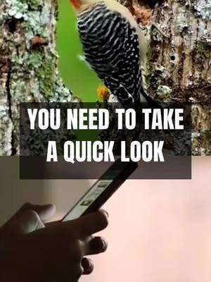 full report of what your TikTok account reveals about you. go to darktik.com #onlineprivacy #protection #phonetips #tipoftheday #fyp