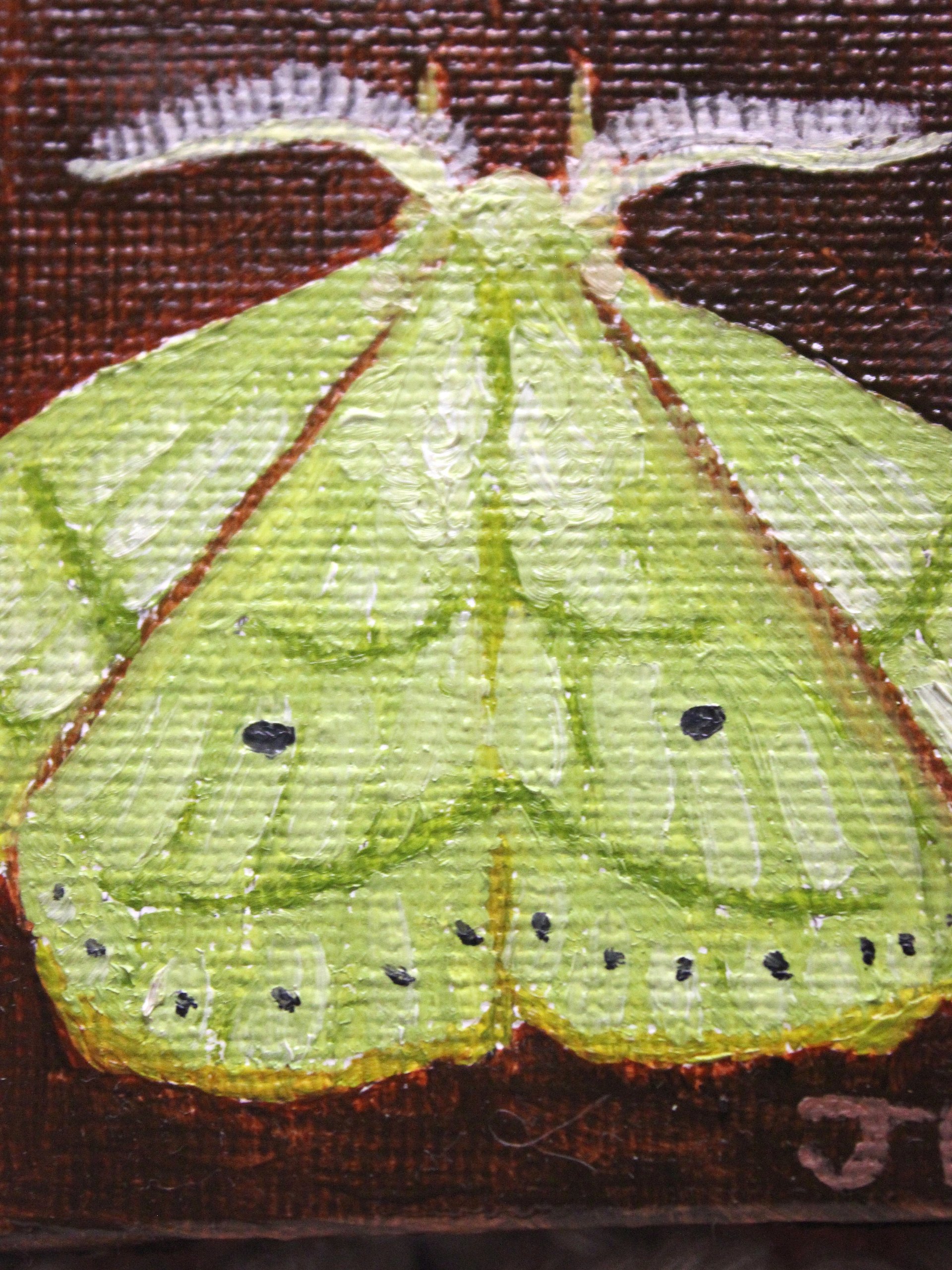 Trabala Garuda Moth Mini Oil Painting product image (3)