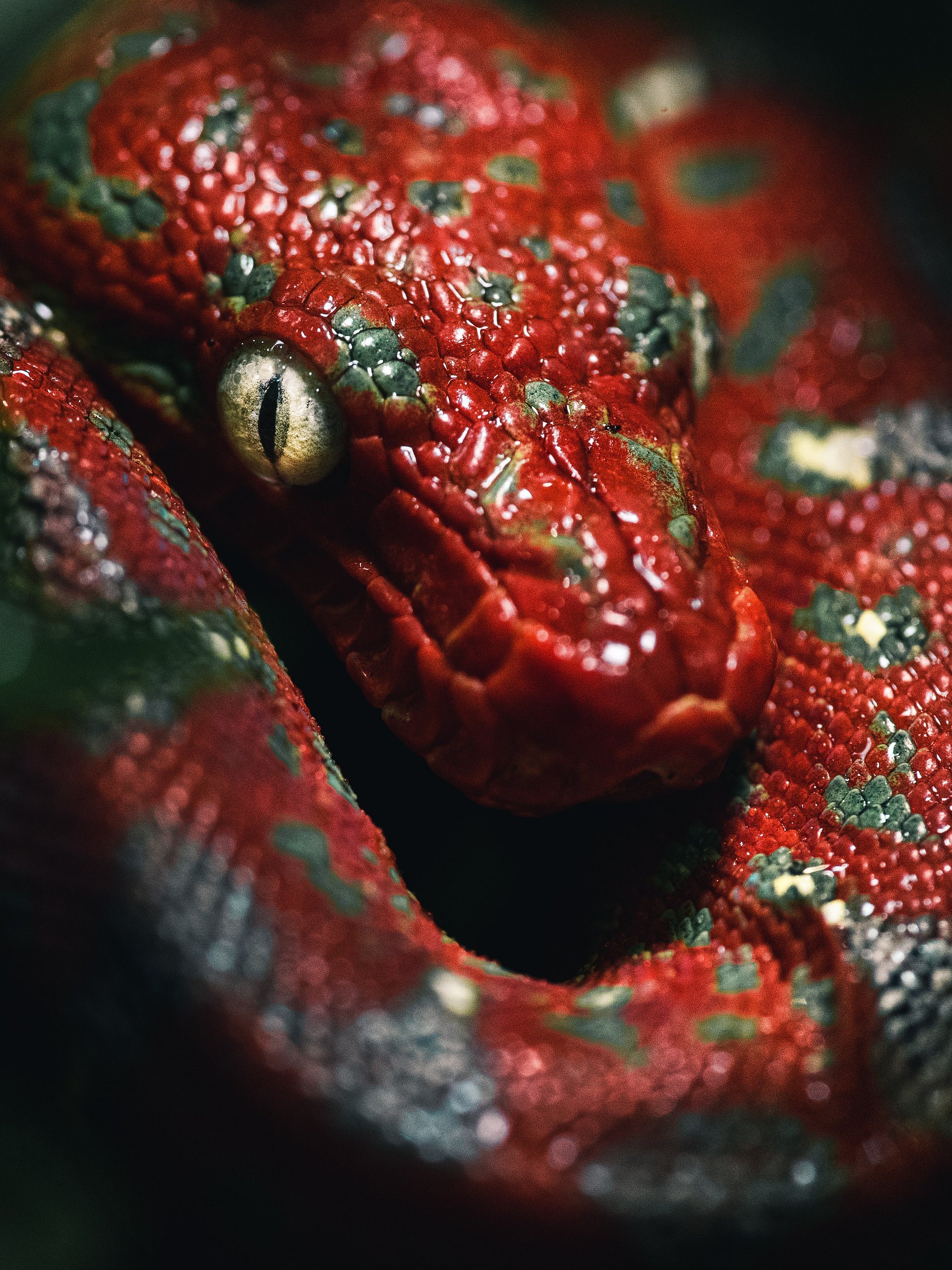 Baby Emerald Tree Boa product image (1)
