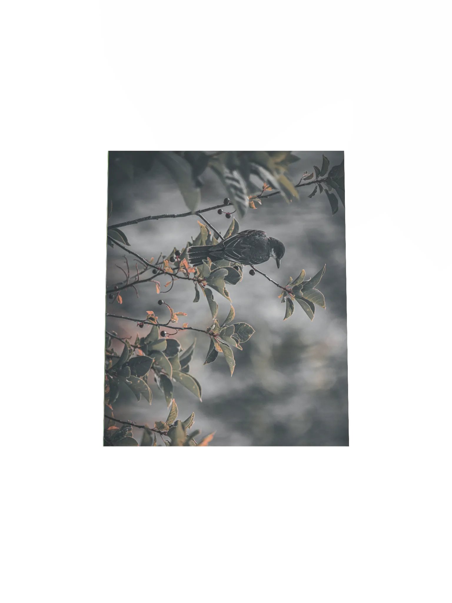 Eastern Kingbird Poster product image (4)