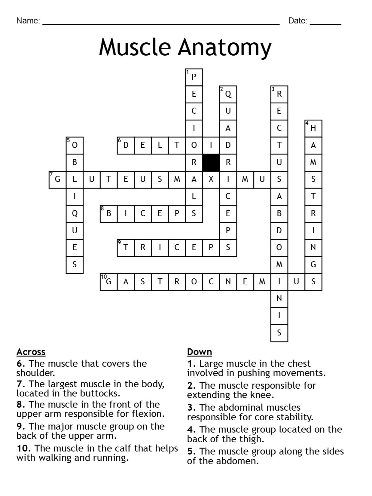Muscle Anatomy Crossword Puzzle: Fun and Educational Activity product image (2)