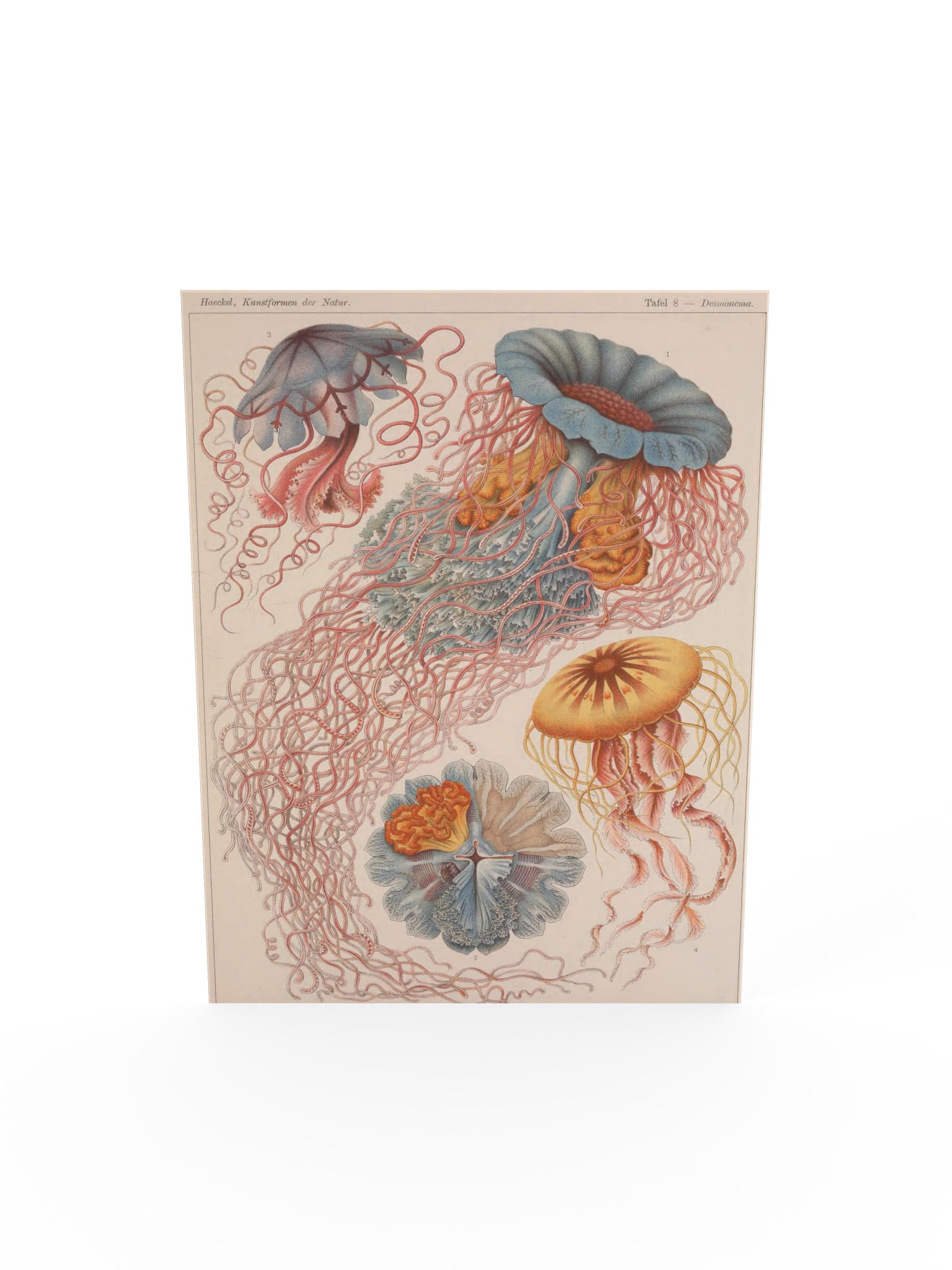 Discomedusae, Plate 8 – Haeckel Poster product image (5)