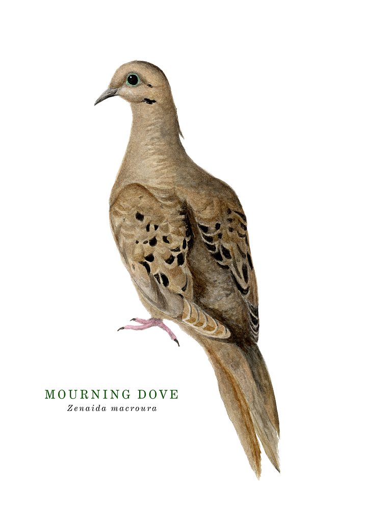 Mourning Dove text - giclée print product image (1)