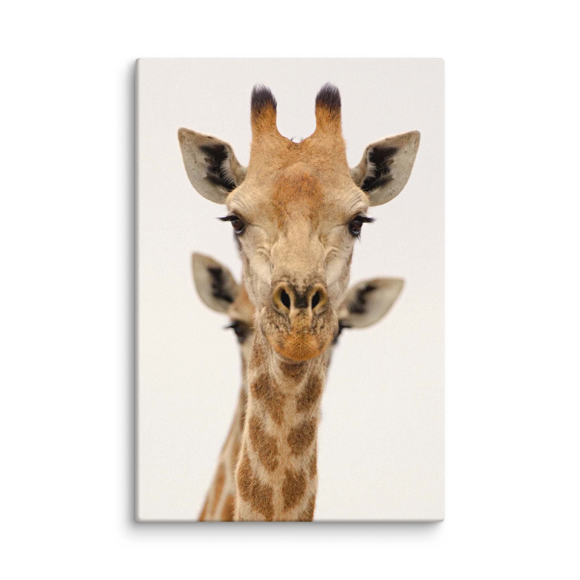 Giraffe, High Key product image (1)
