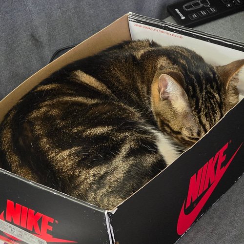 I bought these boys nice beds... And this is what they choose to sleep on? Mono is in a Nike box and Melynx is sleeping on my...