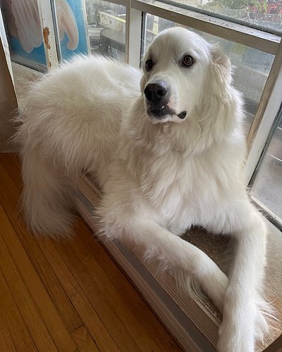Freya hopes you find a spot as good as her favourite spot, which is right here on this window ledge. Happy Friday!