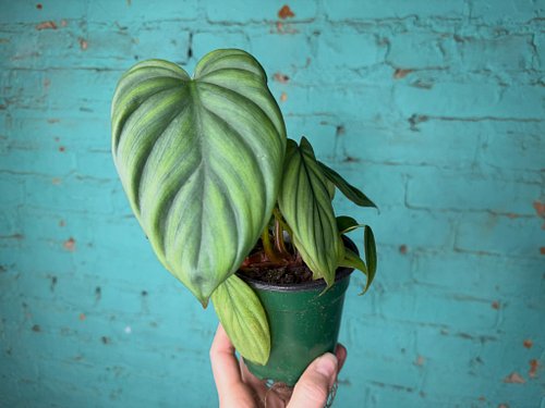 Philodendron Colombia has the kind of leaves that make you stop and pick up the plant, but the little ones you’re looking at ...