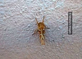 moth's tag thumbnail