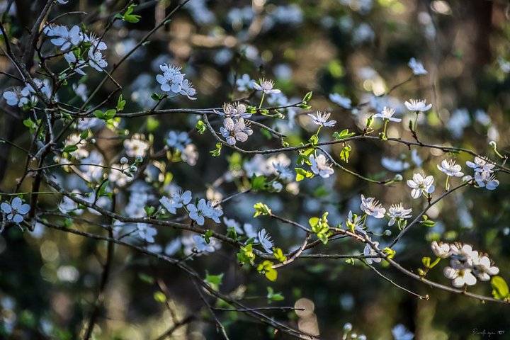 Fine Art – Petals & Light – The Secret of Mirabelle Flowers product image (1)