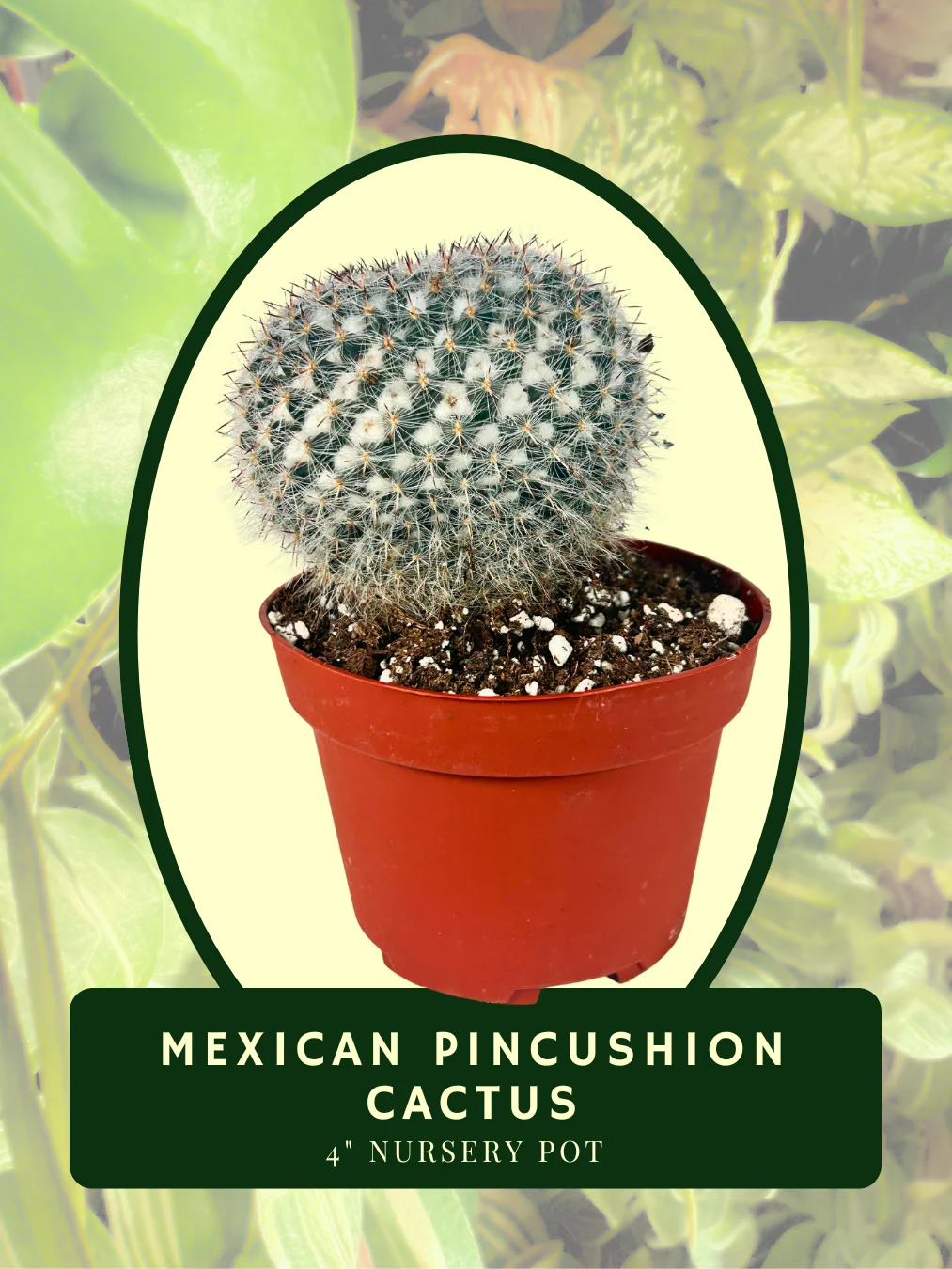 Mexican Pincushion Cactus (Mammillaria haageana) product image (1)