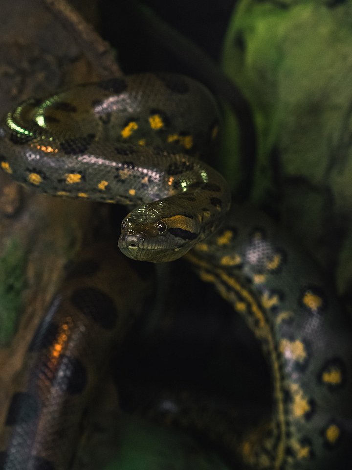 Green Anaconda Perched #1 product image (1)