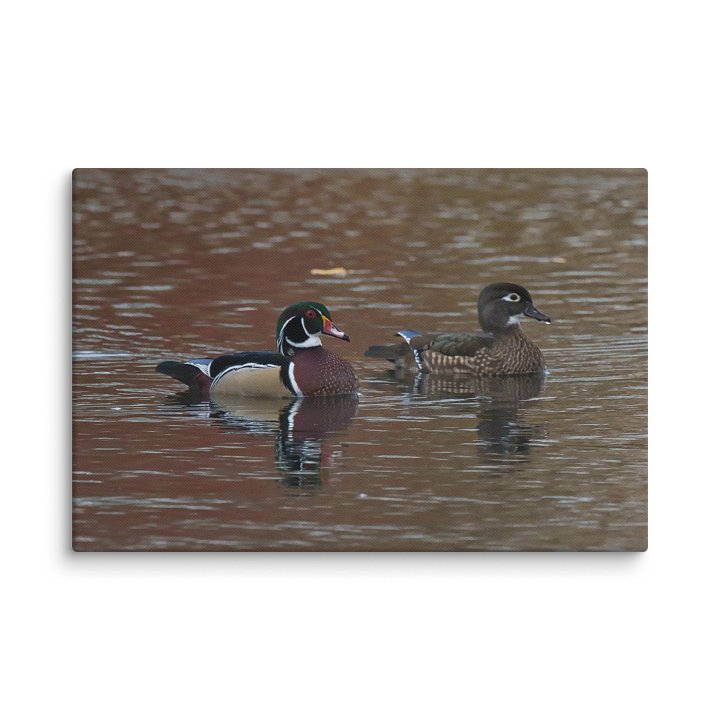 Wood Duck couple product image (12)