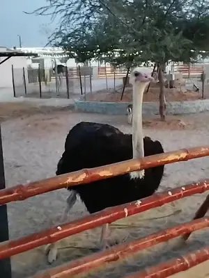 This is a completely unedited video from the Pygmy Zoo in Ajman/Sharjah.  #pygmyzooajman😍 #discoveruae #throwback #zoo #toddlersoftiktok 
