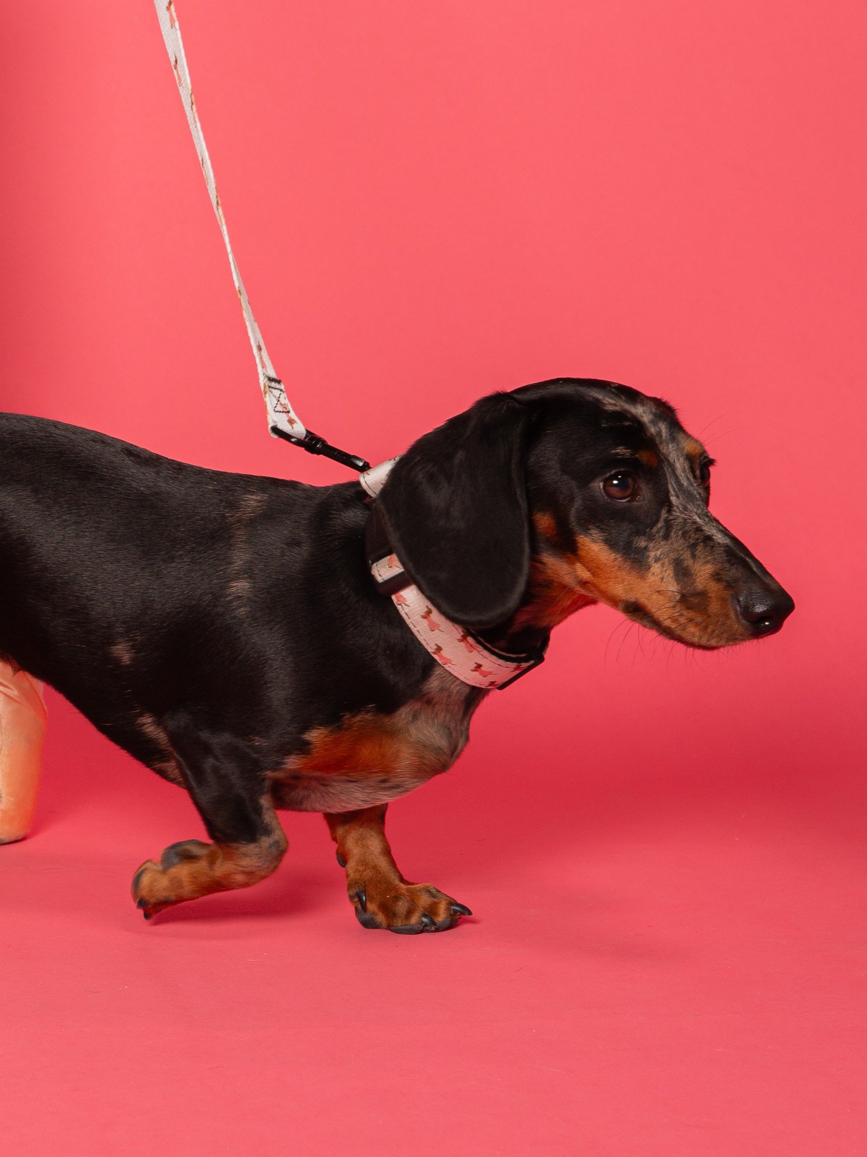 Doxie Collar product image (3)