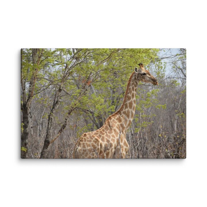 Giraffe In The Trees (Canvas Print) product image (2)