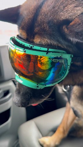 K9 Arlo and @onetigrisusa out here in San Francisco. Passing through for the big surprise on Monday!

#k9arlo #dogsofinstagra...