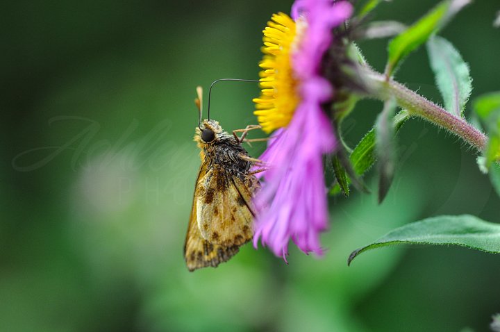 Skipping Through The Asters product image (1)
