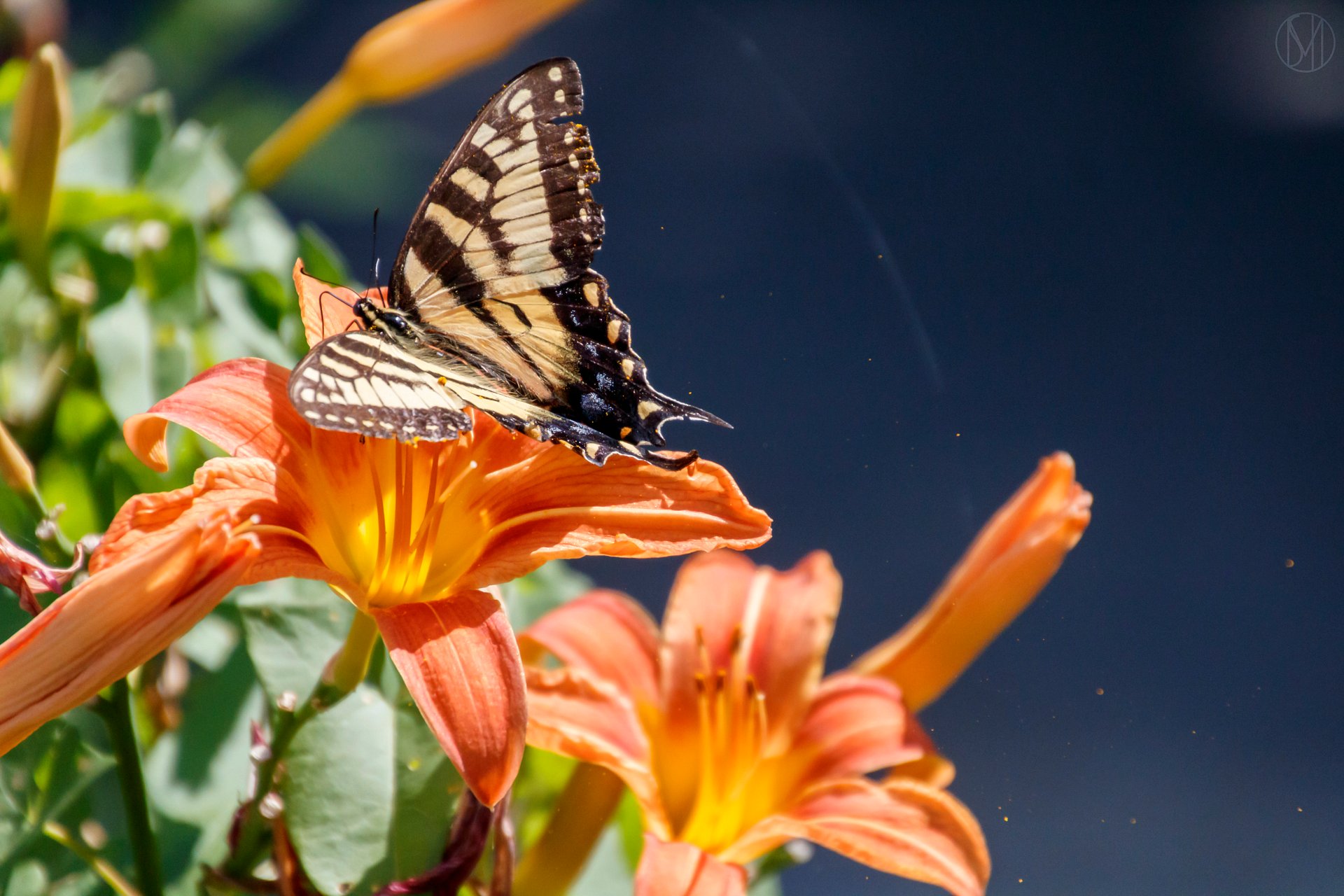 At Rest Print product image (1)