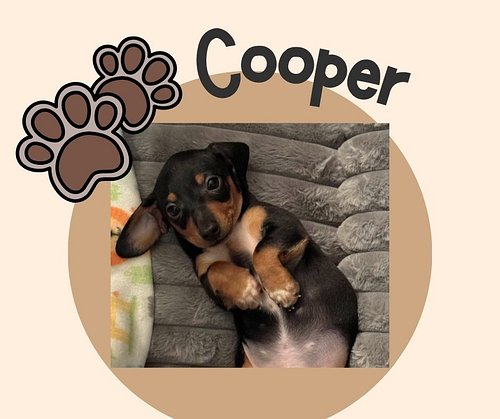 Say hello to Cooper! He is a little handful already!!