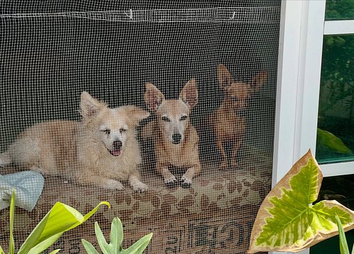 The pack wishes you a good start to the week and a lovely day.