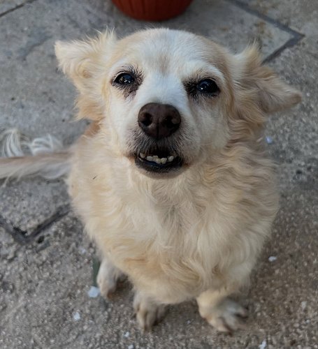 Roxy came into our family in 2013. She was running loose on a very busy street.

We tried to find her family without success,...
