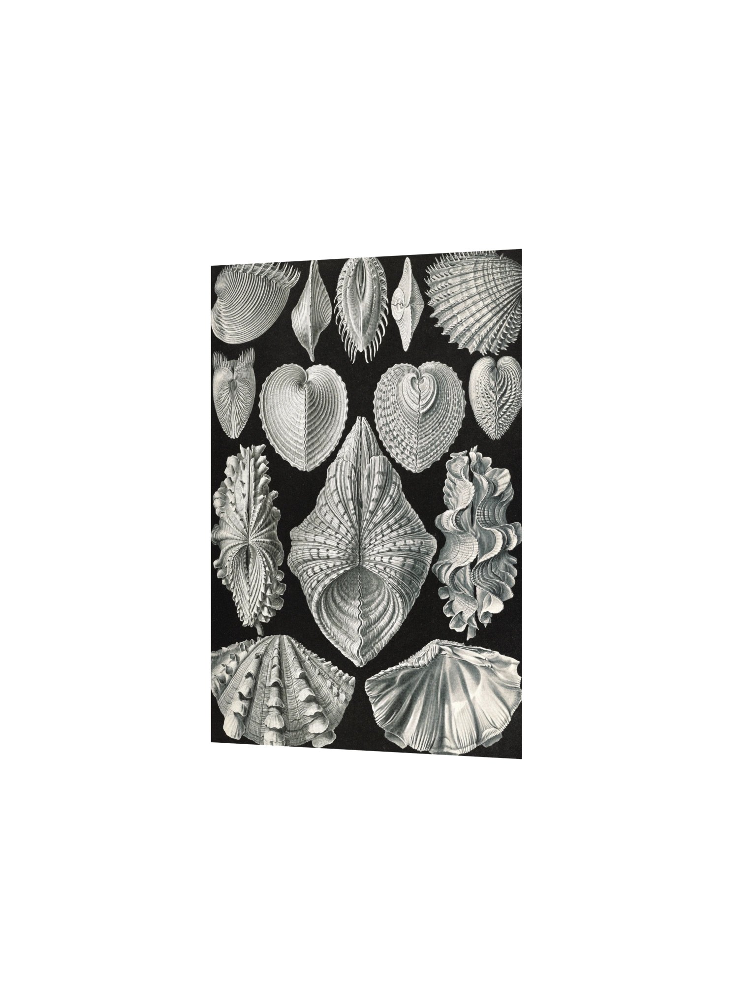 Bivalve Shells Antique Conchology Art Print product image (4)