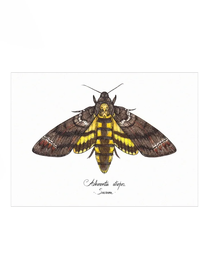 Acherontia Atropos • Print product image (1)