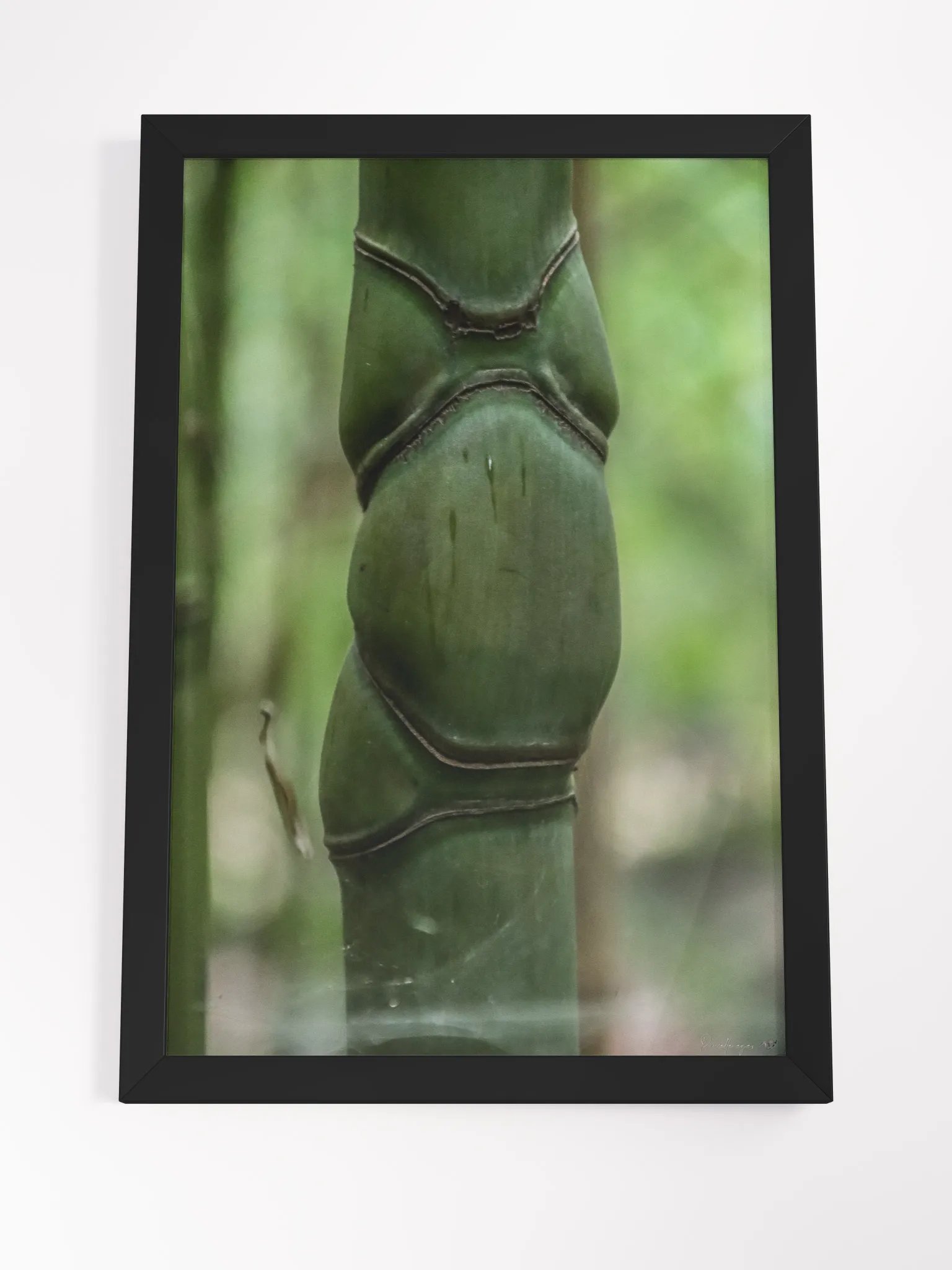 Print Fine Art – Pillar of Life | Jardin du Rayol Collection 🌱🏛️ product image (8)