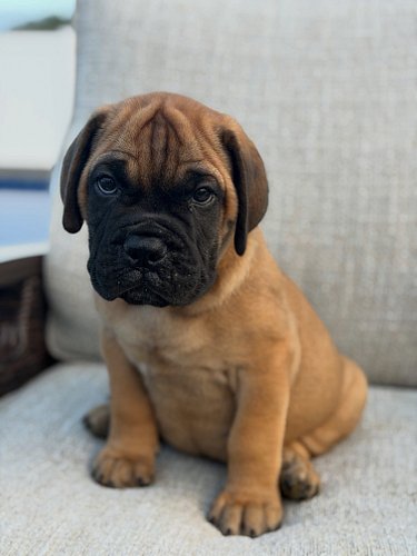Red male. Titan son. 🅰️VAILABULL