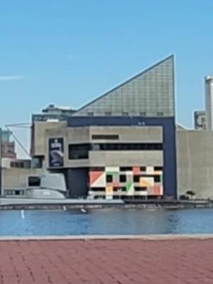 Can you feel it in the air to night... a Dolphin! Let's all go to the  National Aquarium. Again..... #pufferfish #dolphin  #stripedburrfish 