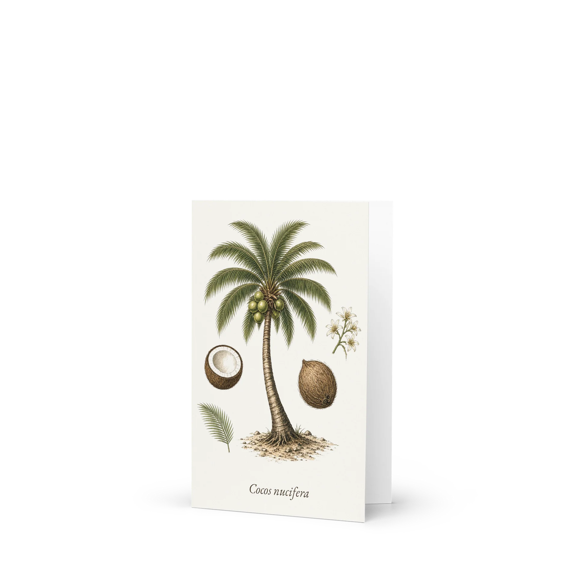 Vintage Botanical Coconut Greeting Card product image (1)