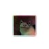 Cat sticker