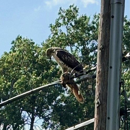 Local backyard wildlife