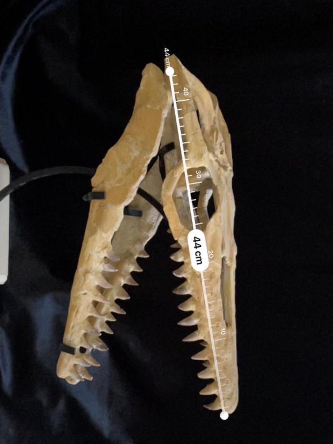 Rare Dinosaur Fossil product image (7)