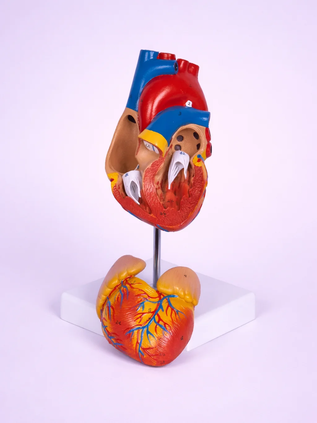 Life-Size Anatomical Heart Model product image (1)