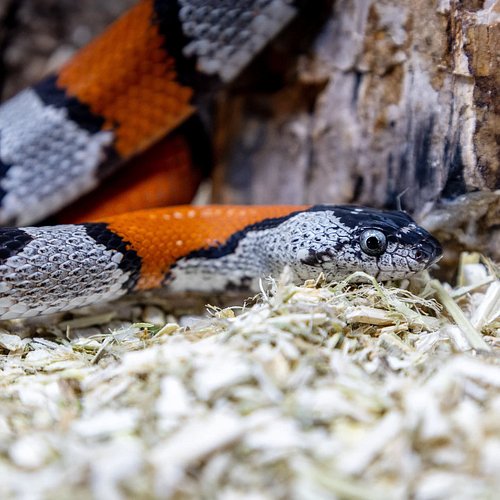 Scoria, our adult female gray-banded kingsnake. Truly one of the most underrated kingsnakes as far as pets. Small, docile and...