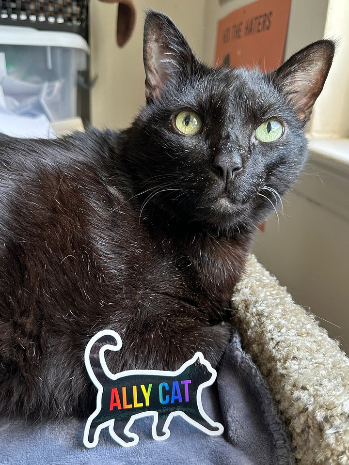 Ally Cat sticker product image (2)