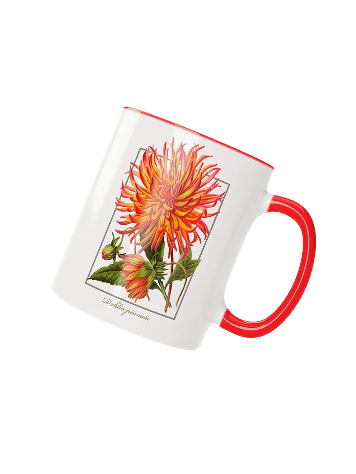 Cactus Dahlia (Dahlia pinnata) Flower - ceramic mug product image (4)