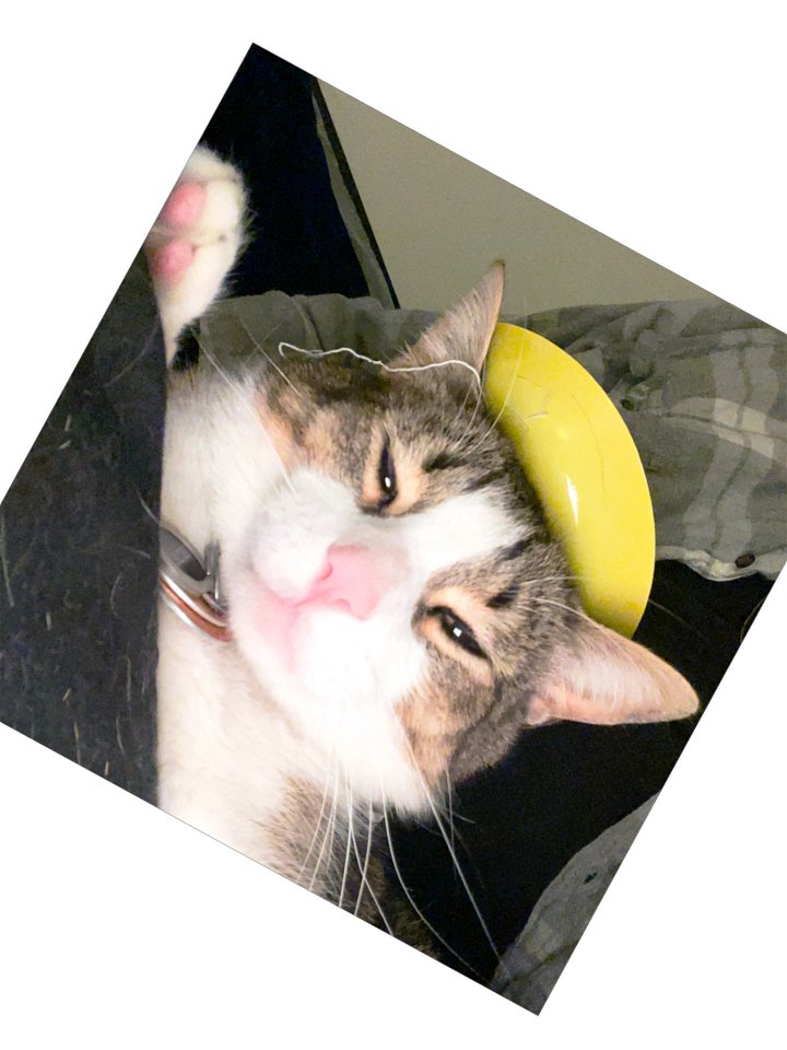 Gatito King product image (3)