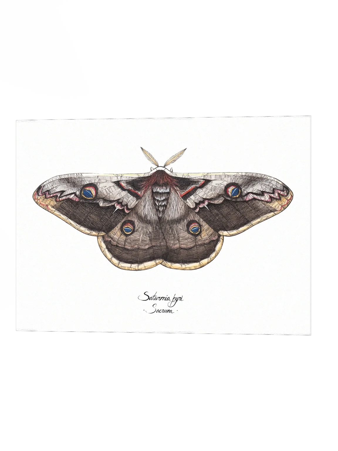 Saturnia Pyri • Print product image (3)