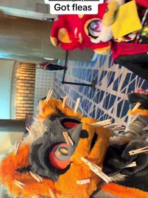 I will spread fleas everywhere not even Apple is safe #furry #furrystreamer #fursuit #furrycommunity #megaplex2026 